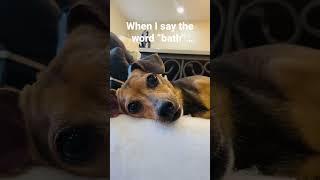 Mitzi HATES bath time#shorts#shorts#funny#cute#comedy#funnydog#newtrend