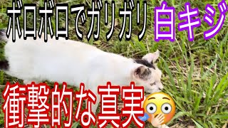 猫島 白キジしぃちゃんの衝撃的な真実にびっくり😯#野良猫#猫島#ガリガリでボロボロの白キジ