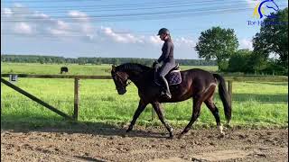 2019 Holsteiner mare  Flatwork  Lovely prospect  FOR SALE