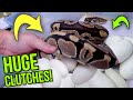 3 HUGE BALL PYTHON CLUTCHES AND FACING MY BIGGEST FEAR! | BRIAN BARCZYK