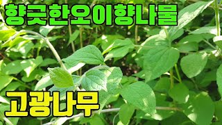 고광나무(동북산매화)-한국의약용식물, 통증,이뇨,신경쇠약에효능있는 오이순나물