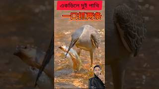 এক ঢিলে দুই পাখি #trending