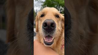 Centerfold pup 🐾🦴🐾 #dog #dogshorts #goldenretriever #puppyvideos #dogmusic