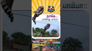 நாங்க பாக்காத 🐉பாம்ப்பா💥#shorts #shortvideo #shortsfeed