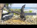 416🦅captiva eagle nest／clive💗connie／dasher u0026 dancer ／window to wildlife／captiva eagle cam