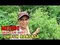 KENAPA TIDAK DARI DULU PAKAI METODE INI‼️TANAM CABE RAWIT DI LAHAN  AGAR TUMBUH RAKSASA BUAH LEBAT