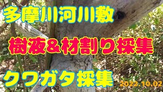 【昆虫採集】多摩川河川敷クワガタ採集(2022.10.02) 樹液\u0026材割り採集