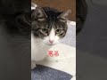 猫のあるある言わせてください【あずきとおはぎ】 shorts