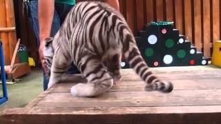 2013.6.30 しろとり動物園の双子の赤ちゃんホワイトタイガー☆ マックス【White tiger】 #2