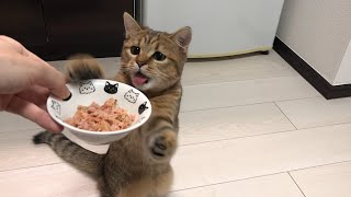 【感動】猫缶のあまりの美味しさに感動し、ヨリ目になってしまった子猫