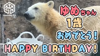 【旭山動物園】1歳のお誕生日おめでとう🐻‍❄️🎈🎉🎂元気にすくすくホッキョクグマのゆめちゃん(12/10) [Asahiyama Zoo] Happy 1st birthday, Yume!