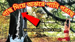 গাছ দিয়ে পড়ছে ঝিরিঝিরি বৃষ্টি! দিনাজপুরের দর্শনীয় স্থান। Miracle in Dinajpur. Channel 24