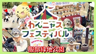 【犬イベント】わんニャスフェスティバル in 豊中 初めてサメを爆食いする愛犬トルテはこちらです🐶服部緑地公園(前編)（トイプードルのTorte channel)