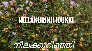 Neelakurinji idukki നീലക്കുറിഞ്ഞി #Neelakurinji #Neelakurinjiidukki #kerala #idukki #നീലക്കുറിഞ്ഞി