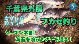 寒グレシーズン本番！海苔を喰うメジナを狙え【南房総フカセ】