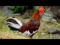 most beautiful rooster in the world 大公鸡