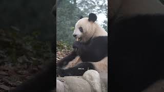 シャンシャン姬  タケノコを食べてみよう