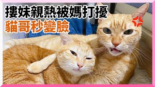 橘貓哥摟貓妹甜蜜狂親　媽進房打擾遭無情臭臉驅逐｜寵物動物｜貓咪｜精選影片