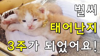 태어난지 3주 된 말괄냥이 새끼고양이! 벌써부터 장난기 가득한 새끼 길냥이들