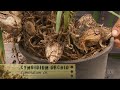 Dividing Cymbidium Orchids Gardening Australia ABC