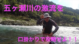 【鮎釣り】口掛かりで激流攻略！　口掛かりを誘発させるカウンターチラシ