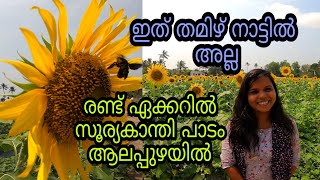 തമിഴ് നാട്ടിൽ മാത്രമല്ല കേരളത്തിലും വിളയും|ആലപ്പുഴയിലെ സൂര്യകാന്തി പാടം||SUN FLOWER GARDEN IN KERALA