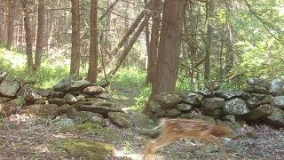 Mom and Fawn - 2024-06-20