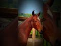 Edit Cavalo Mangalarga Marchador 🥰❤️‍🩹, #vaiprofycaramba #cavalos #foryou