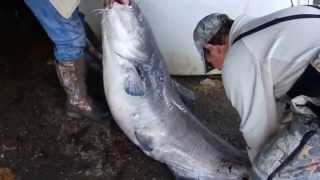 Tennessee River Gorge® Island 116 lb. Blue Catfish