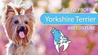 ► Yorkshire Terrier Breed [2020] Temperament \u0026 Personality