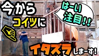 引退競走馬ファウスト君。キミの名は今日から『絶対扉閉めるマン』な？【ツルマルボーイ様のシモベ】