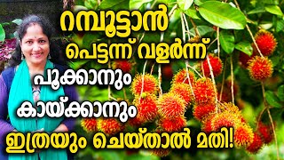 റമ്പൂട്ടാൻ  വളർന്ന് പൂക്കാനും കായ്ക്കാനും ഇത്രയും ചെയ്താൽ മതി! | BOOSTER Fertilizer for Rambutan