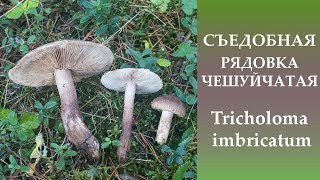 Съедобная Рядовка чешуйчатая - Tricholoma imbricatum