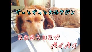 【虹の橋を渡りました】老犬カブ君 永眠🐶16年間 本当にありがとう✨