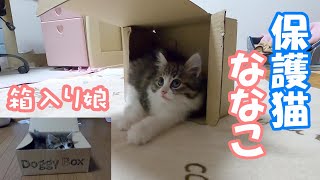 【保護猫】可愛すぎる箱入り娘がこちらです【子猫／捨て猫／迷い猫】