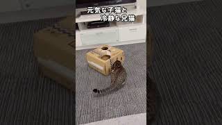 【元気な子猫】と【冷静な兄猫】 #shorts #cat #猫 #子猫 #保護猫 #白猫 #デブ猫