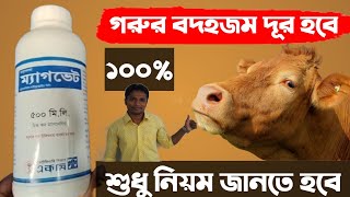 Cow's indigestion, constipation will be 100% eliminated ।  Work and use of Magvet