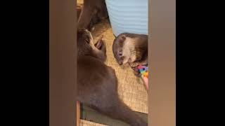 Otter Babies are happily playing with their toys🥰😍🦦🦦|Cute Otter