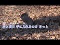 【カラオケ】hello／福山雅治【オフボーカル メロディ有り karaoke】