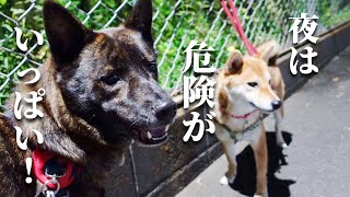 ビビりまくり！勇ましく見えて実は臆病な甲斐犬と柴犬【甲斐犬・柴犬】