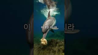 돌고래는 서로를 이름으로 부릅니다 #돌고래 #신비한동물이야기