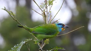 3分鐘就能深入實境賞鳥 驚豔連連