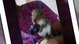 Annarakkanna vaa/ cute squirrel playing/ Annankunju