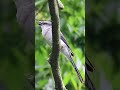 🐦【鳥図鑑】🐦サンショウクイ（60）リュウキュウサンショウクイ ashy minivet