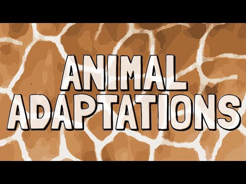 What are 3 examples of animal adaptations?