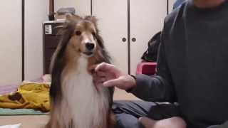 【可愛いシェルティ】よい叱り方、悪い叱り方。Cute Sheltie:Good scolding way, how to scold bad.