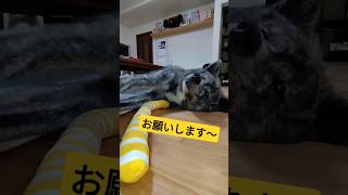 虎毛の大和　動かずにおやつを要求する秋田犬#なまけもの#甘える犬 #大型犬#いぬのいるくらし