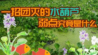 水葫芦入侵，一招就将其吞灭，它的弱点实在是太好笑了