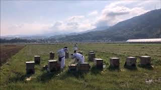 平成最後のれんげの採蜜【杉養蜂園 Sugi Bee Garden】