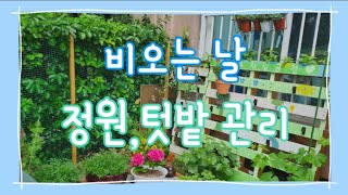 비오는 날 정원,텃밭 관리/비오는 날 아파트1층 정원 풍경/ Rainy Day Garden  Management